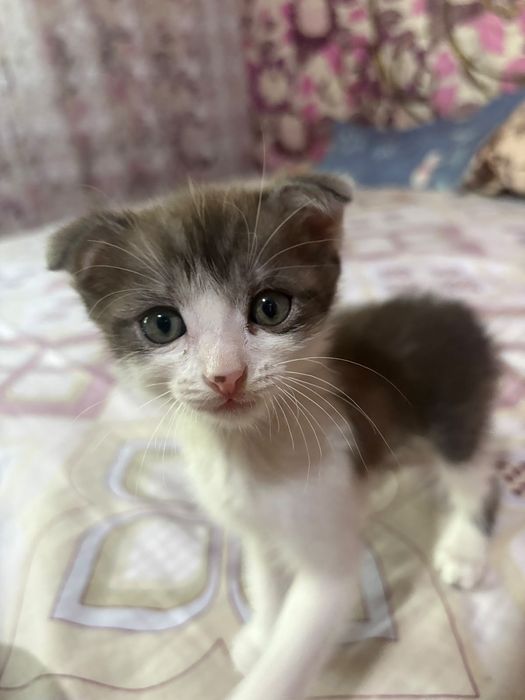 Продаются котята не дорого