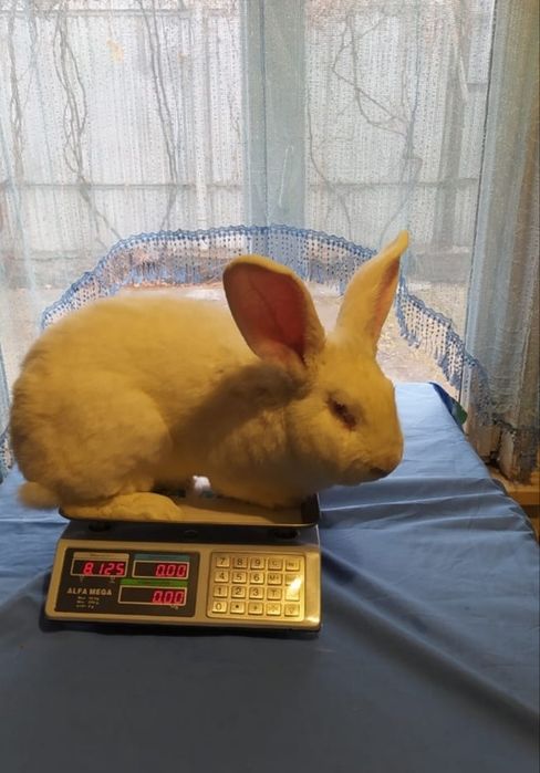 Продам крольчат, порода Фландер