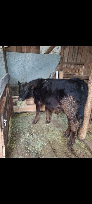 Vând taur si vitea angus