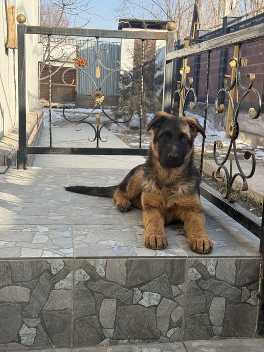 Щенок немецкая овчарка