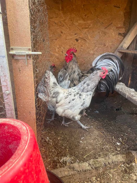 Australorp Splash 2025 2+1
