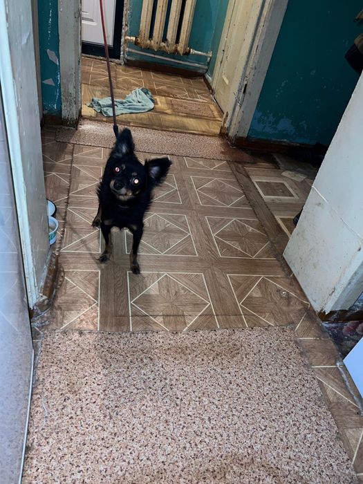 Продам собаку мини той терьер с паспортом