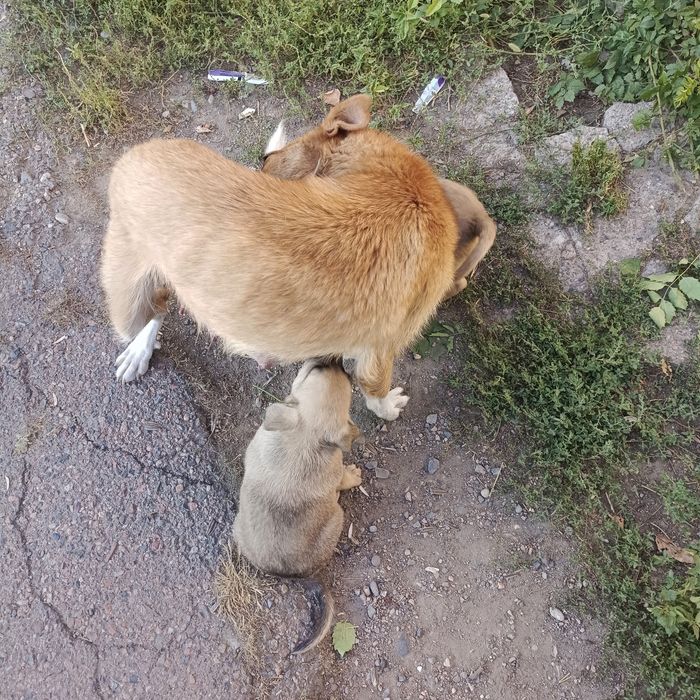 3 щенка девочки.