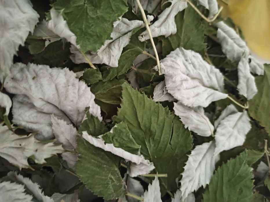 Листья малины сушеные и свежие