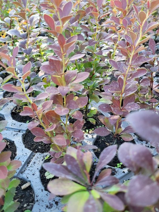 Berberis th. Red Rocket