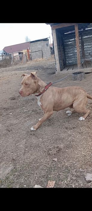 Пит, питбуль, Питбультерьер