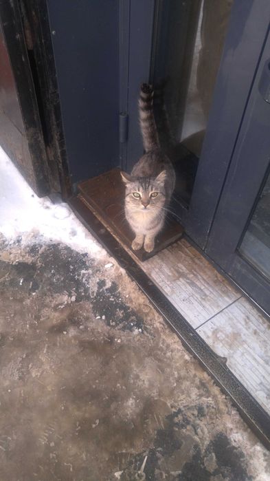 Кошечка ласковая домашняя