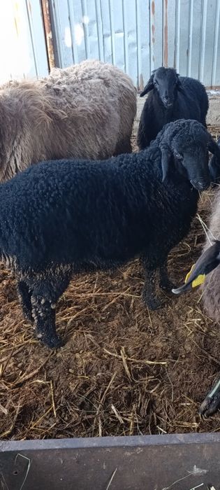 4 матки с ягнятами гиссар