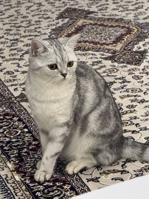 Серебристый табби шиншилла девичка
