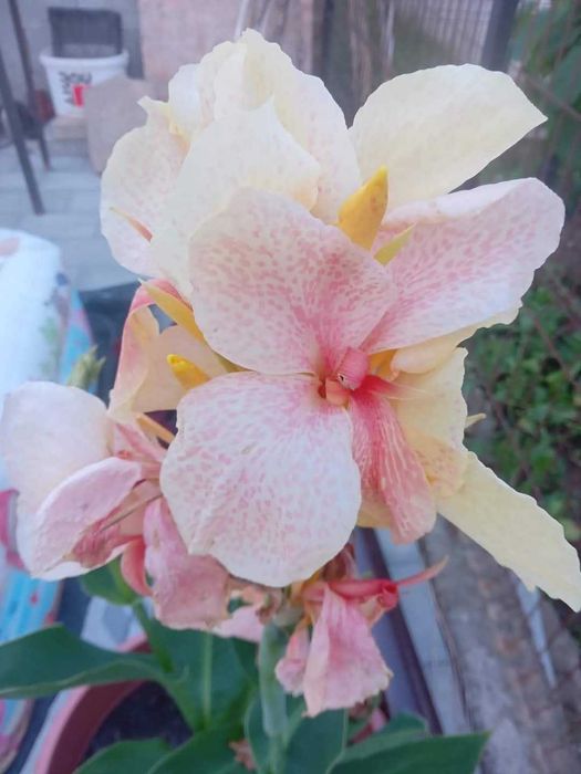 Vând rizomi canna indica