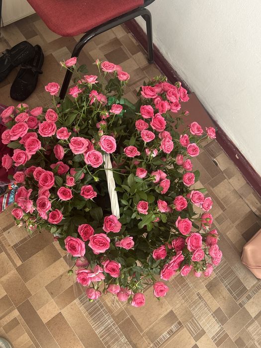Спрей роза свежий