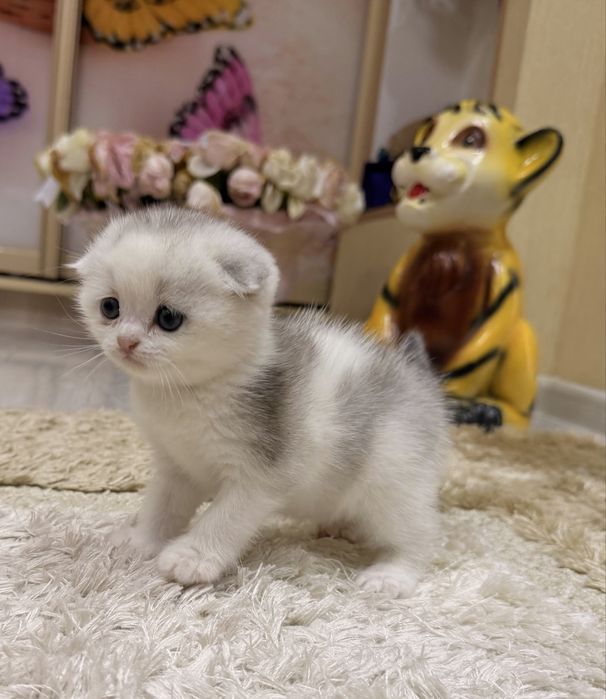 Шотланский Скоттиш Фолд!