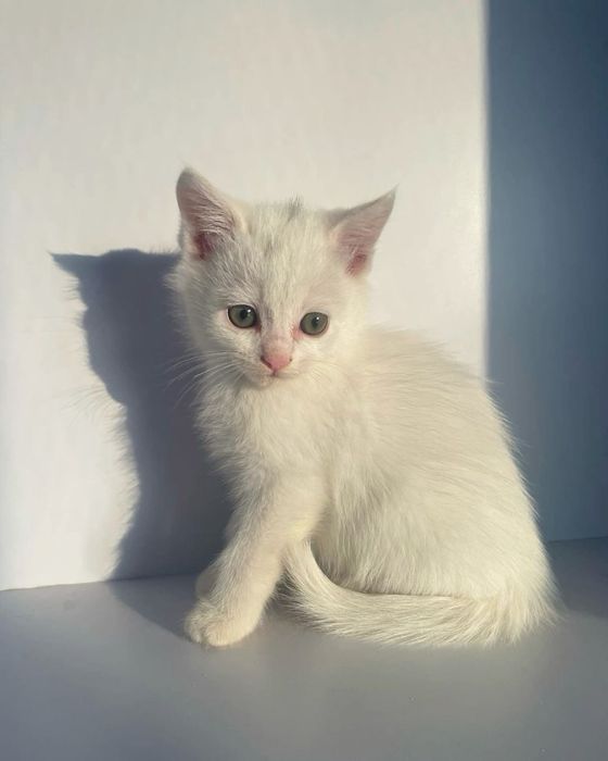 Кошка на добрые руки.