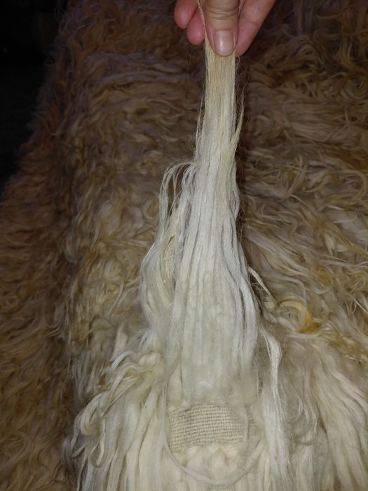 Родопско кичено халище