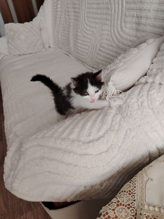 Отдам котёнка в добрые руки