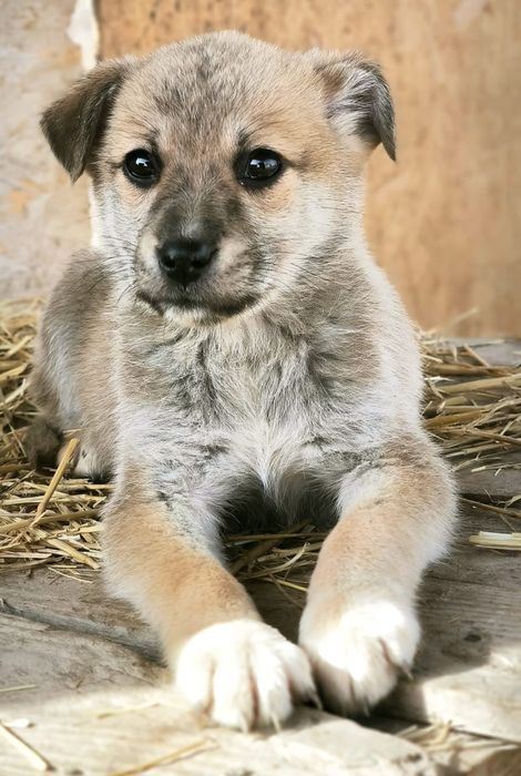 Щеночки в хорошие руки.