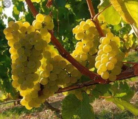 Vând struguri pentru vin