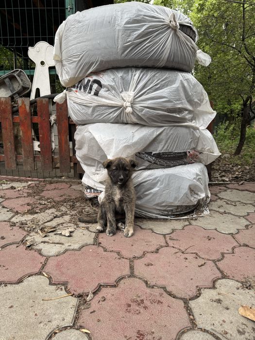 Щенок девочка, 1,5 мес