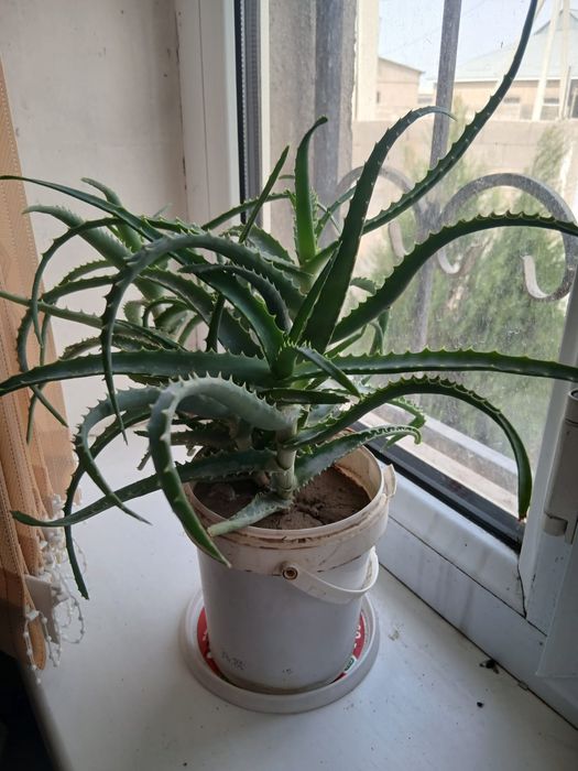 Цветы лечебные АЛОЭ