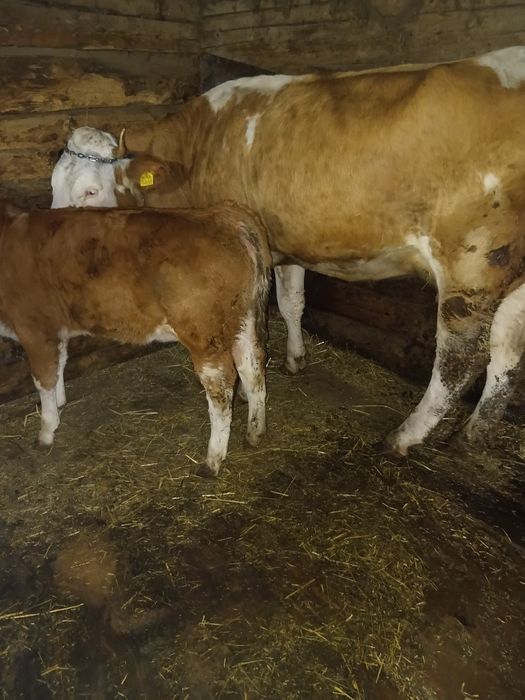 De vânzare vaci cu viței