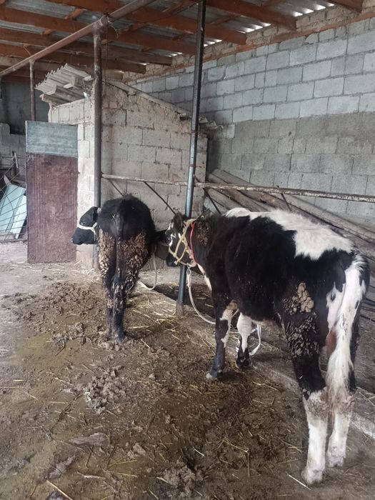 Буқалар сатылады