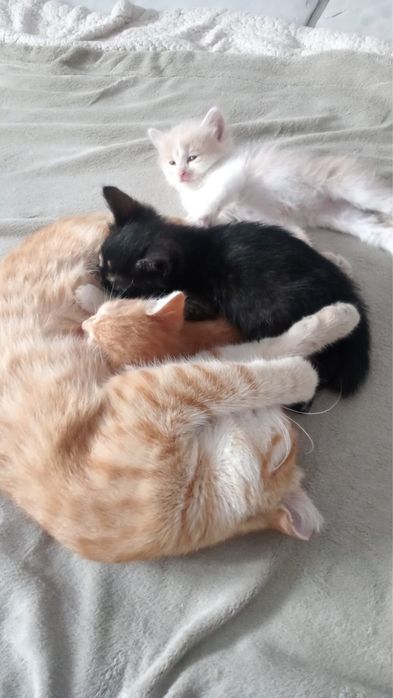 Отдам котят в добрые руки