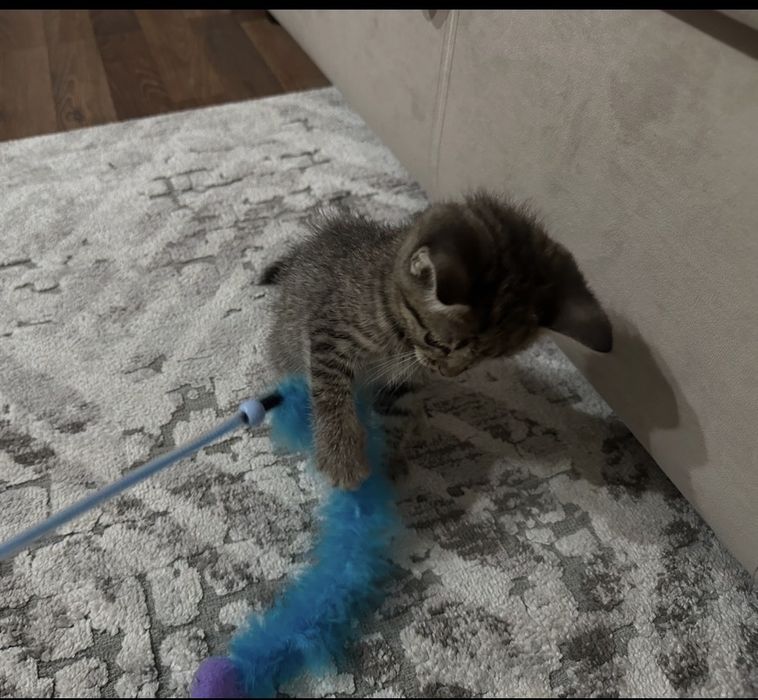 Британский котёнок