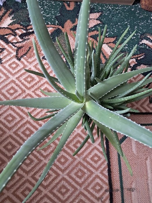 Продам алоэ вера