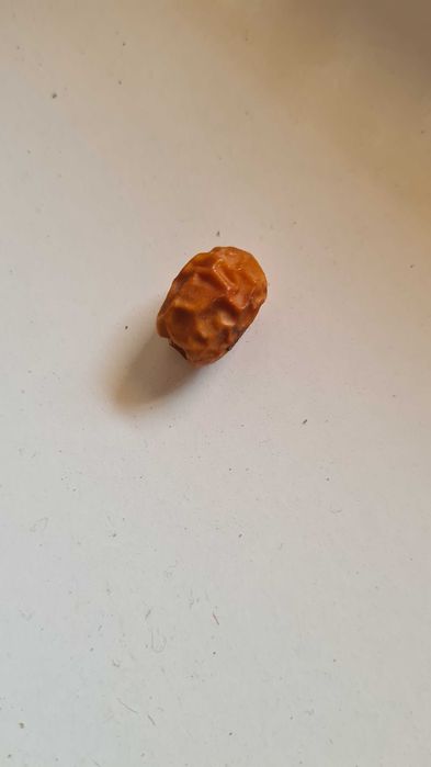 Семена от студоустойчива палма