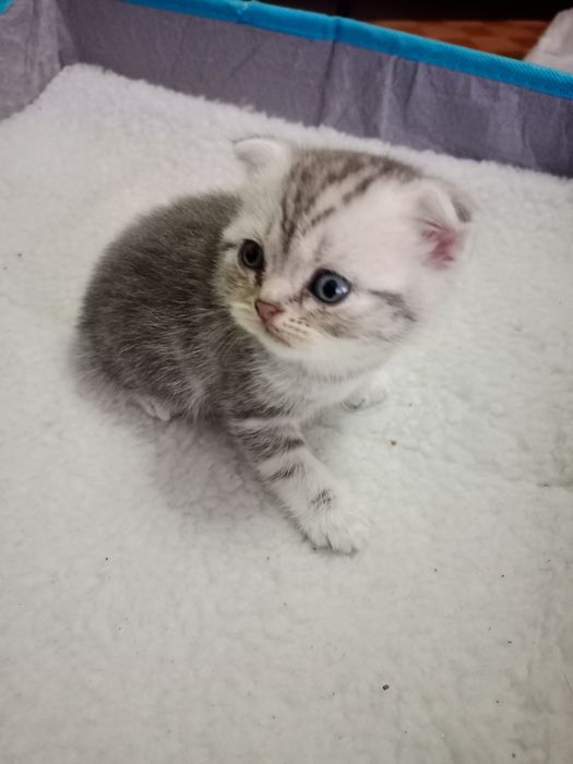 Продам котят скоттиш фолд