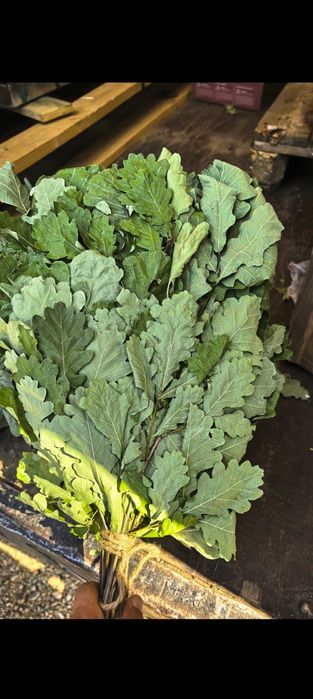 Продам Дубовые веники