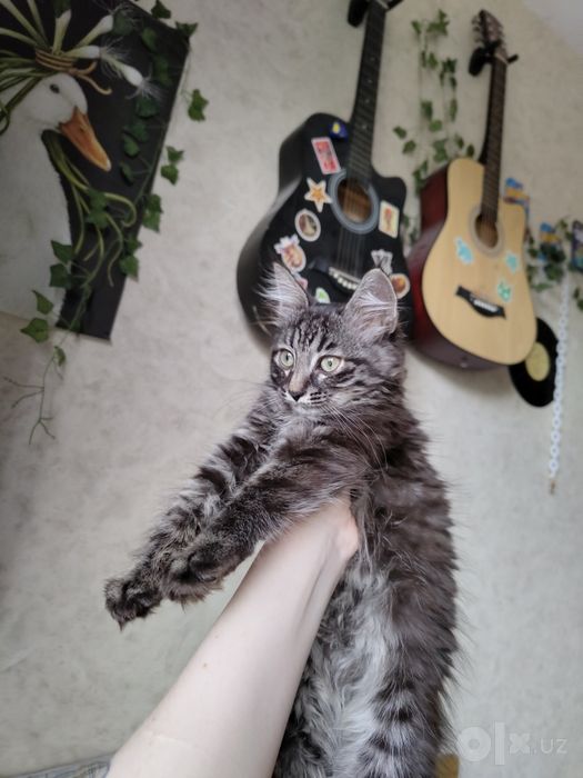 Котенок бесплатно в добрые руки