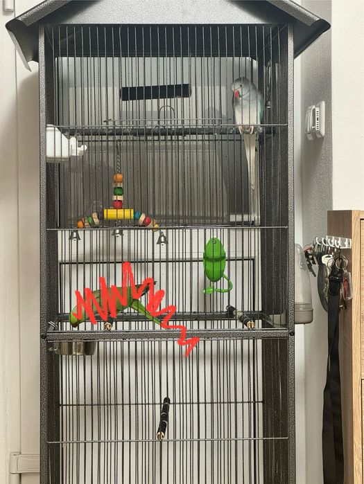 Vând Femelă Papagal Micul Alexandru + Cușcă/Colivie