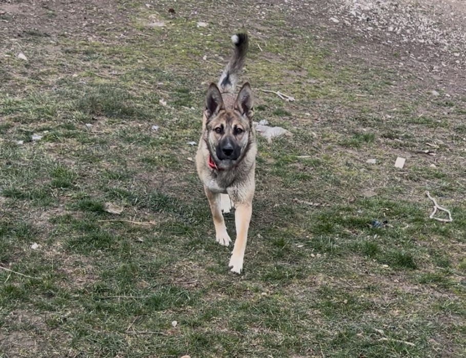 Мая търси дом  белгийска овчарка микс