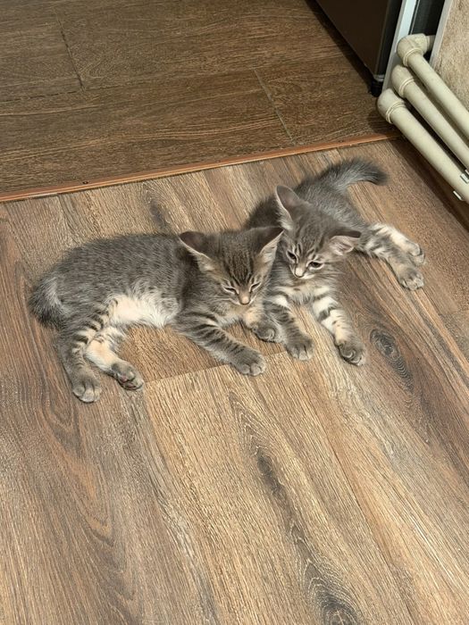 Продается котята