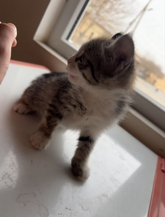 Пишик боллари яхши кариман дидовн одама барилали