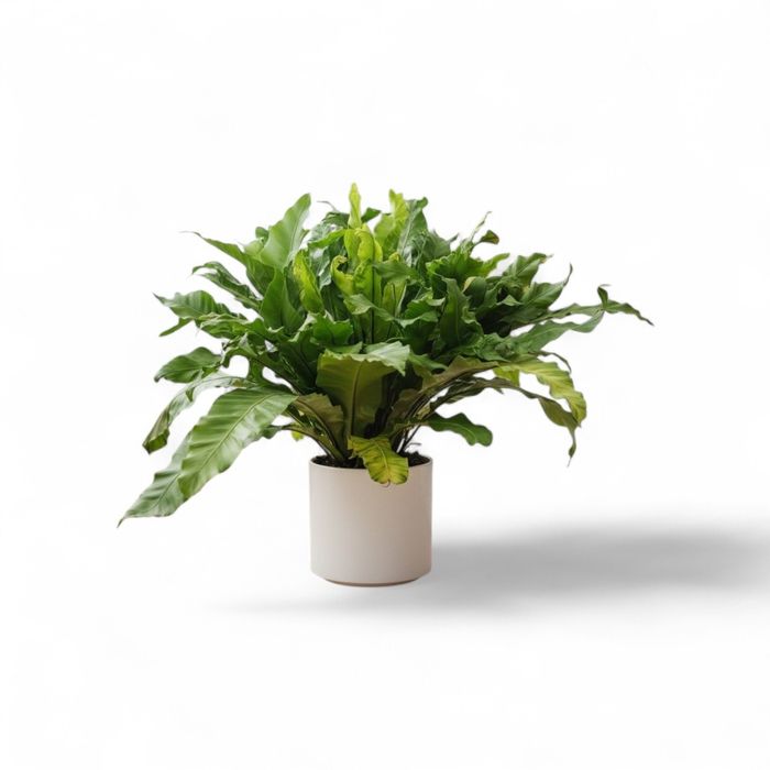 Асплениум примерно 2 метра диаметр