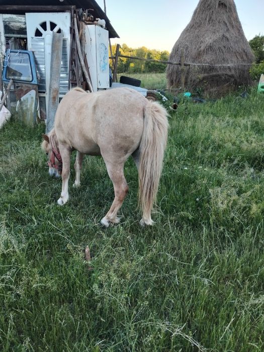 Vand o poneita in vârstă de 3 ani blanda