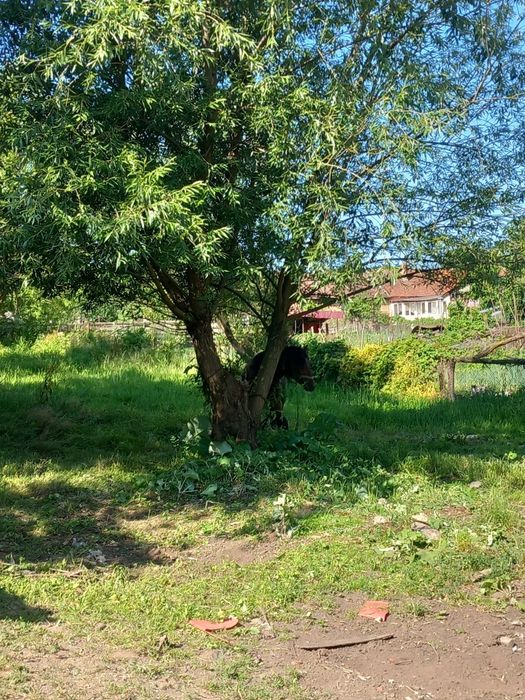 Armăsar de vanzare 2 ani jumate