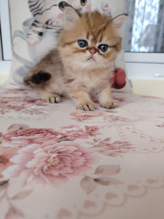 Pisica persana cu pedigree