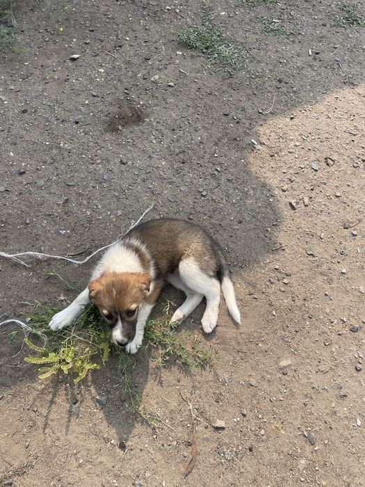 Отдам щенка в хорошие руки