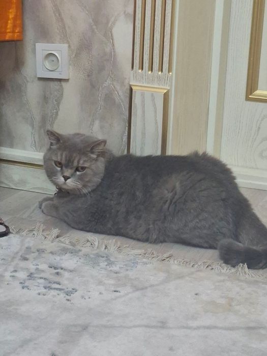 Продается кот британский