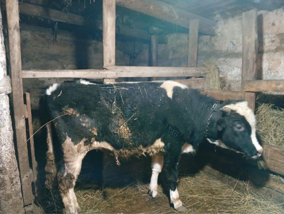 Продам бычки через вес