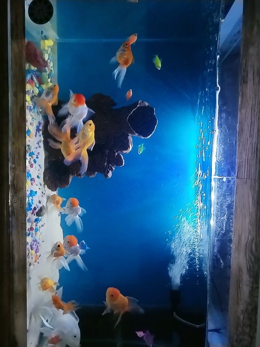 Baliqlar sotiladi akvarium vozdix suv isitgich tenti xammasiI 20 baliq