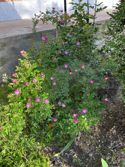 Девор, вайиш қилиб кўтарадиган гуллар. Голланд нави.