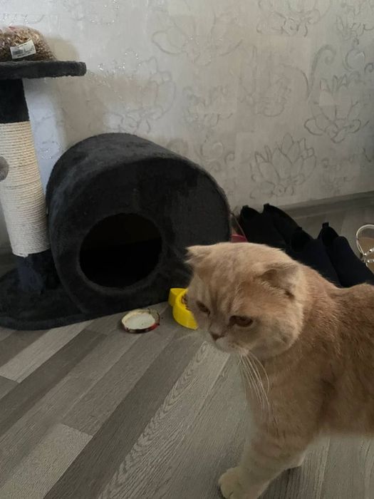 Шотландкая вислоухая кошка