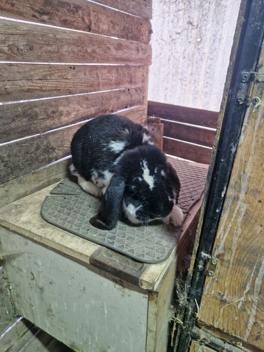 3 femele berbec german