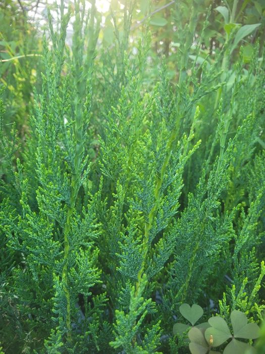 Leylandii Green Rocket 40 cm