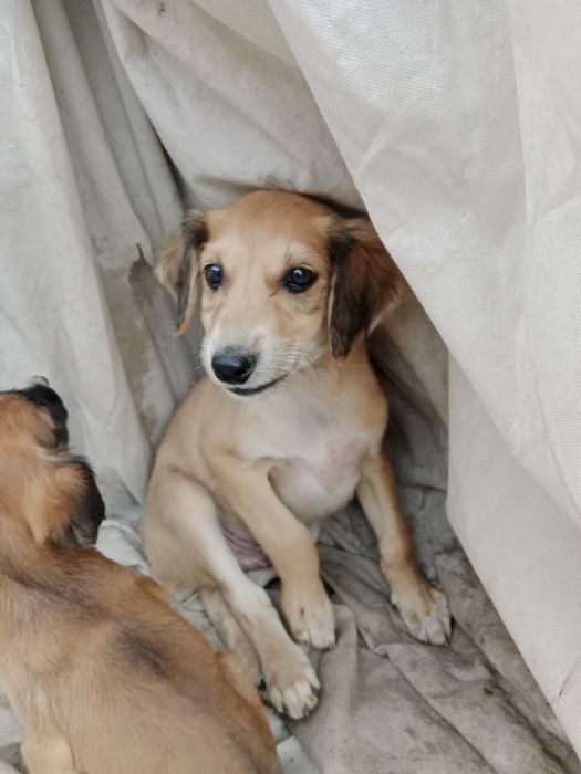 Тазы чистокровные