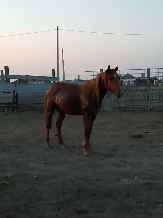 Айгыр   Сатылады